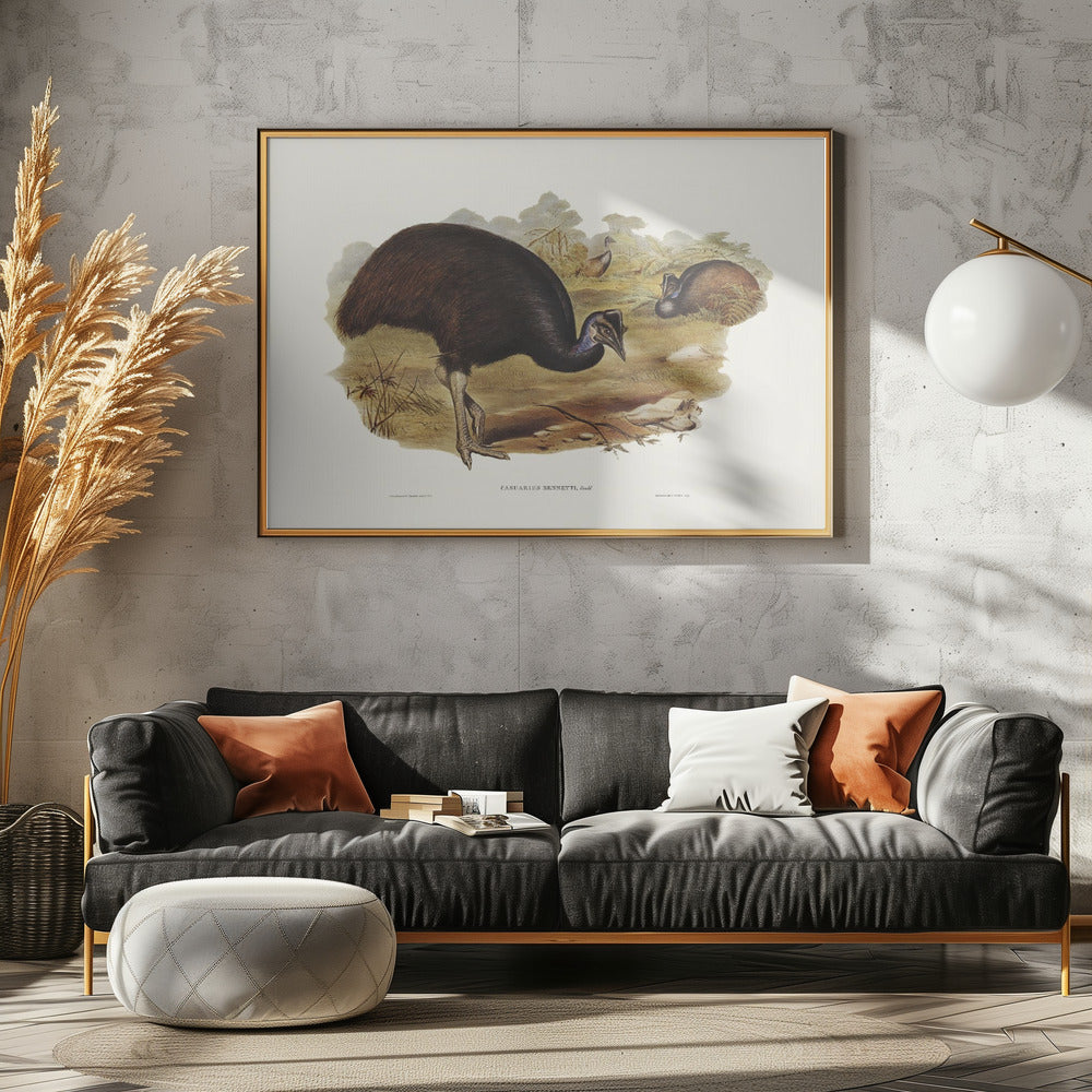 Bennett's Cassowary Poster